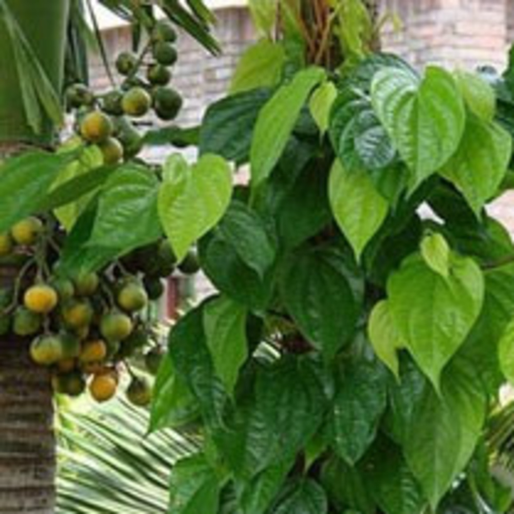 Meet your Posher, Miếng trầu đầu câu chuyện